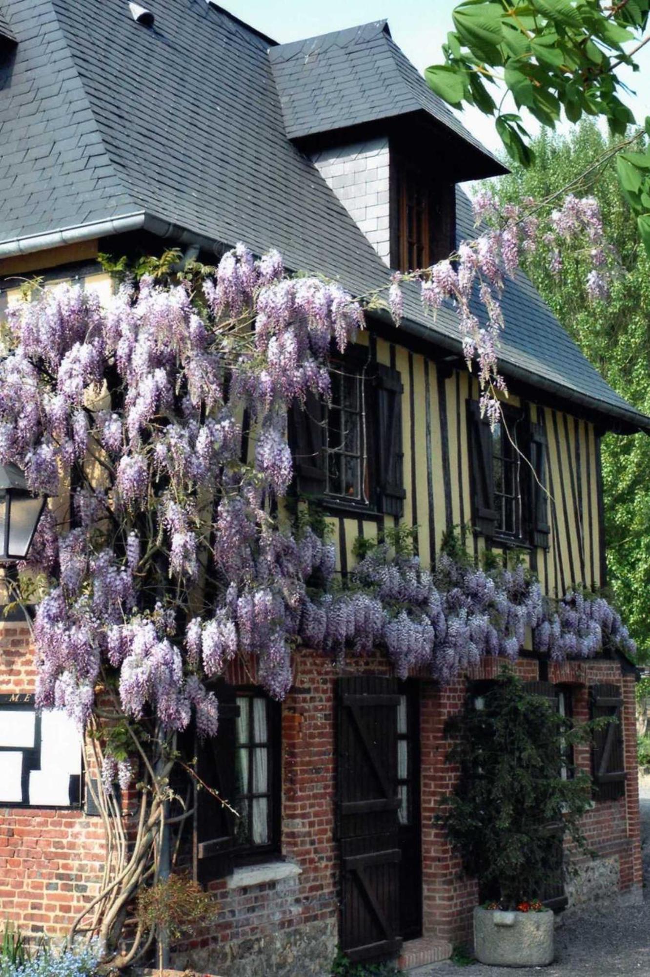 Auberge Du Val Au Cesne Saint-Clair-sur-les-Monts Ngoại thất bức ảnh